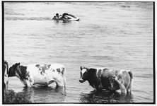 405692 Afbeelding van enkele koeien die verkoeling zoeken in de Lek bij Wijk bij Duurstede.